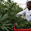 A person in a white lab coat trimming cannabis plants in a greenhouse. A person in a white lab coat trimming cannabis plants in a greenhouse.