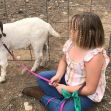 A girl sitting on the ground next to her pet goat, with a fence in the background. A girl sitting on the ground next to her pet goat, with a fence in the background.