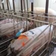 Image of pigs confined in stalls at a farming facility. Image of pigs confined in stalls at a farming facility.