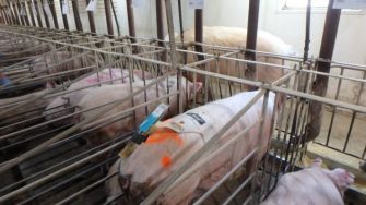 Image of pigs confined in stalls at a farming facility.