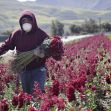A farmworker harvesting flowers in a field, wearing a mask and gloves. A farmworker harvesting flowers in a field, wearing a mask and gloves.