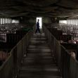 A farmer walking through a barn with pigs in confined spaces, highlighting animal husbandry practices. A farmer walking through a barn with pigs in confined spaces, highlighting animal husbandry practices.