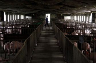 A farmer walking through a barn with pigs in confined spaces, highlighting animal husbandry practices.
