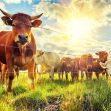 A group of cattle standing in a grassy field under a bright sky. A group of cattle standing in a grassy field under a bright sky.