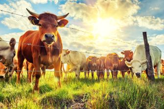 A group of cattle standing in a grassy field under a bright sky.