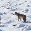 A coyote standing on snow-covered ground in Nevada. A coyote standing on snow-covered ground in Nevada.