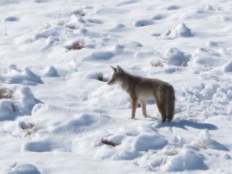 A coyote standing on snow-covered ground in Nevada.