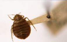 Bed bug